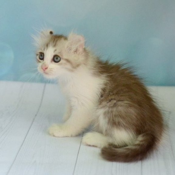 American Curl Alva YumYum