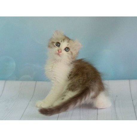 American Curl Alva YumYum