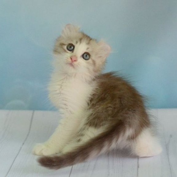 American Curl Alva YumYum