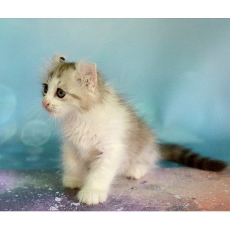 American Curl Alva YumYum