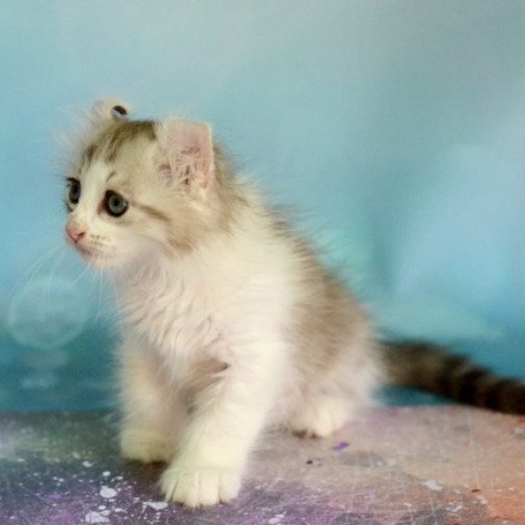 American Curl Alva YumYum