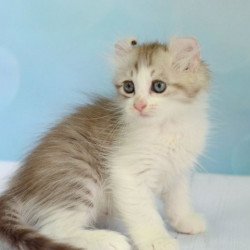 American Curl Alva YumYum