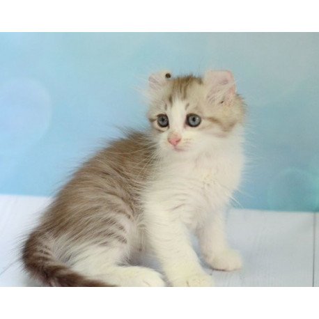 American Curl Alva YumYum