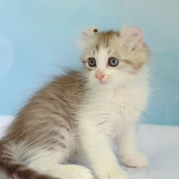 American Curl Alva YumYum