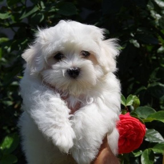 Maltese puppy Alva Tango