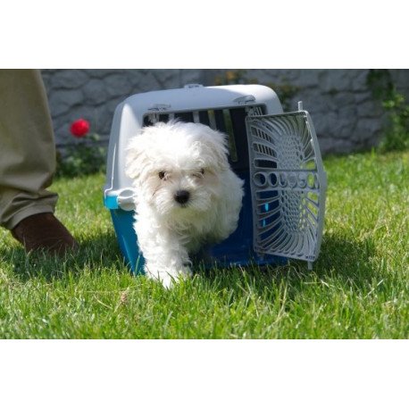 Maltese puppy Alva Tango