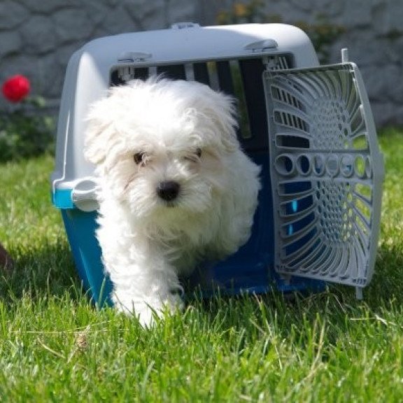 Maltese puppy Alva Tango