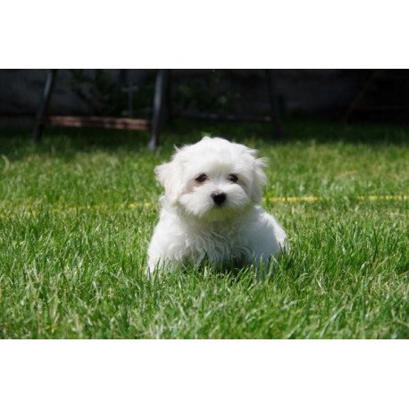 Maltese puppy Alva Tango