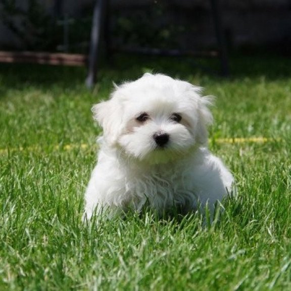 Maltese puppy Alva Tango