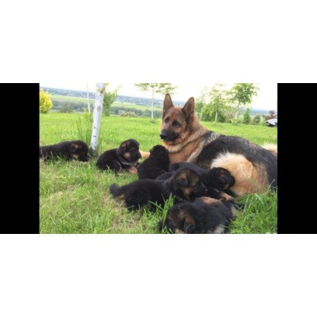German Shepherd 1