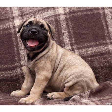 Mastiff Alva Prada