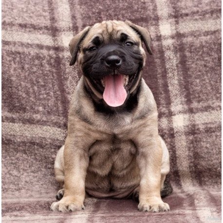 Mastiff Alva Prada