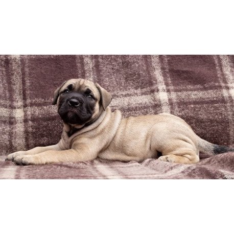 Mastiff Alva Prada