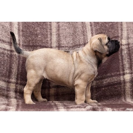 Mastiff Alva Prada