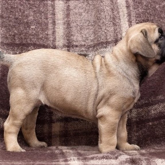 Mastiff Alva Prada