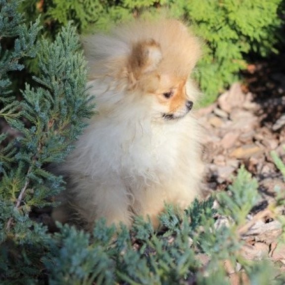 Pomeranian Alva Penny