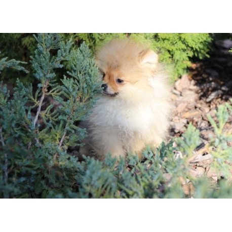 Pomeranian Alva Penny
