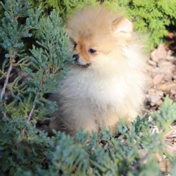Pomeranian Alva Penny