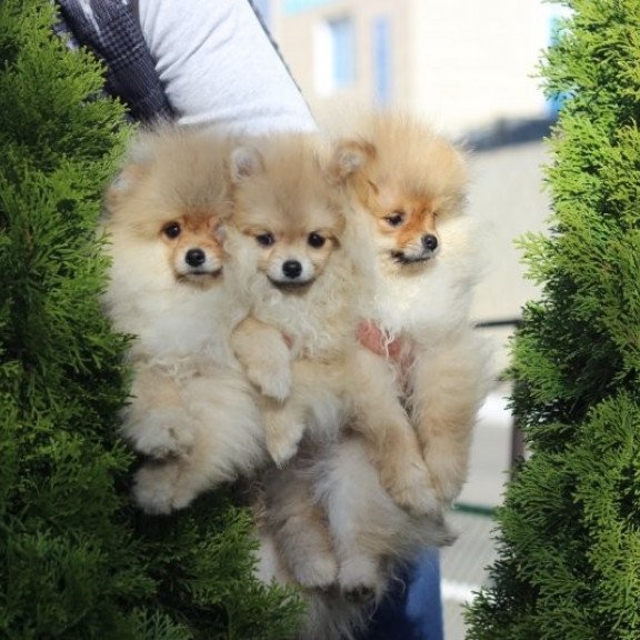 Pomeranian Alva Penny