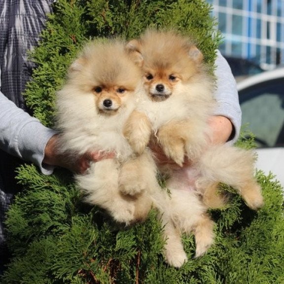Pomeranian Alva Penny