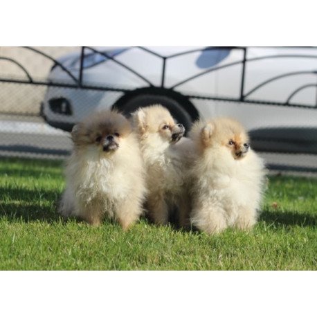 Pomeranian Alva Penny