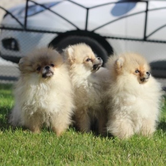 Pomeranian Alva Penny