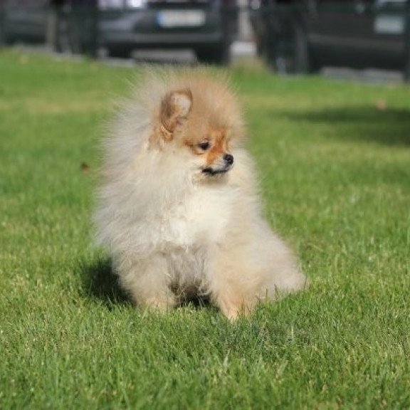 Pomeranian Alva Penny