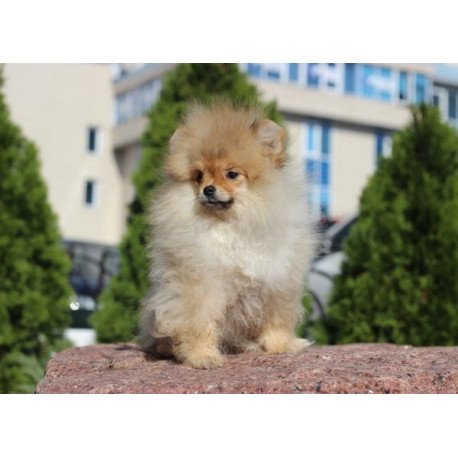 Pomeranian Alva Penny