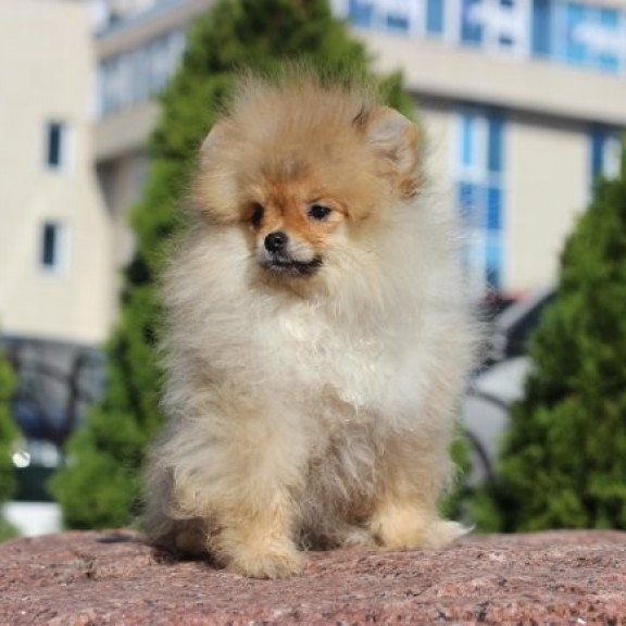 Pomeranian Alva Penny