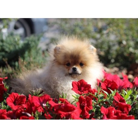 Pomeranian Alva Penny