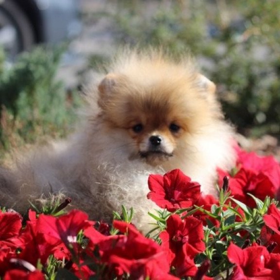 Pomeranian Alva Penny
