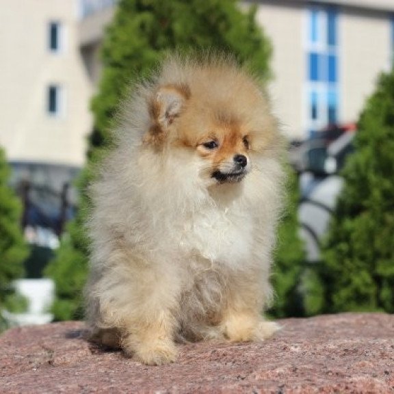 Pomeranian Alva Penny