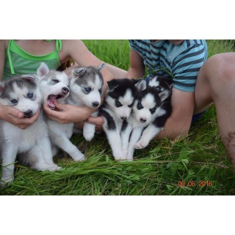 Siberian Husky NS 8.5
