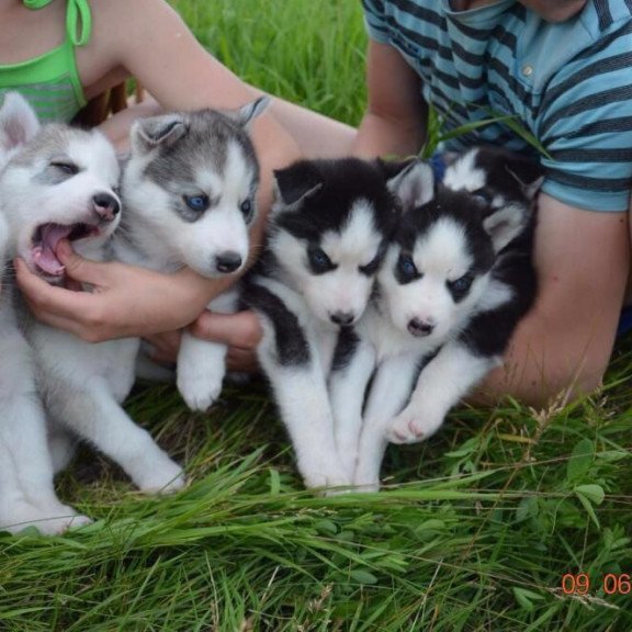 Siberian Husky NS 8.5