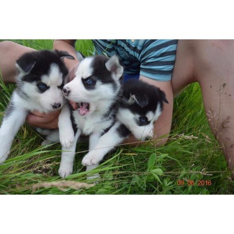 Siberian Husky NS 8.5