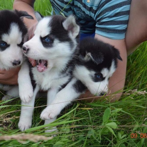 Siberian Husky NS 8.5
