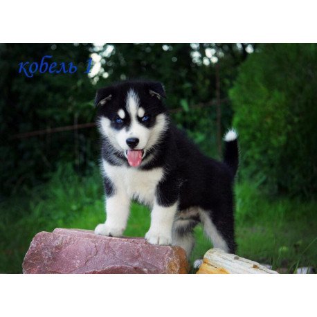 Siberian Husky NS 8.5
