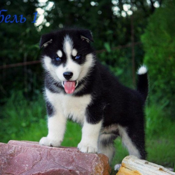 Siberian Husky NS 8.5
