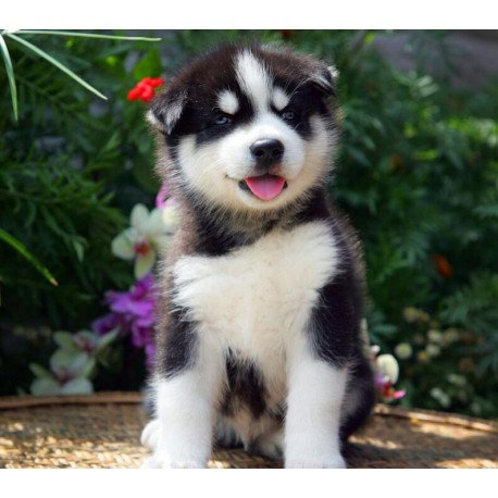 Siberian Husky NS 8.5