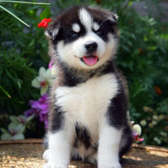 Siberian Husky NS 8.5