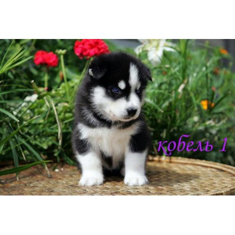 Siberian Husky NS 8.5