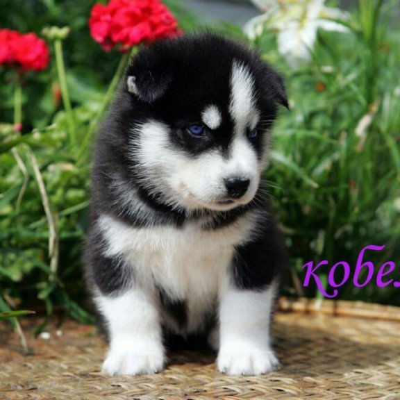 Siberian Husky NS 8.5