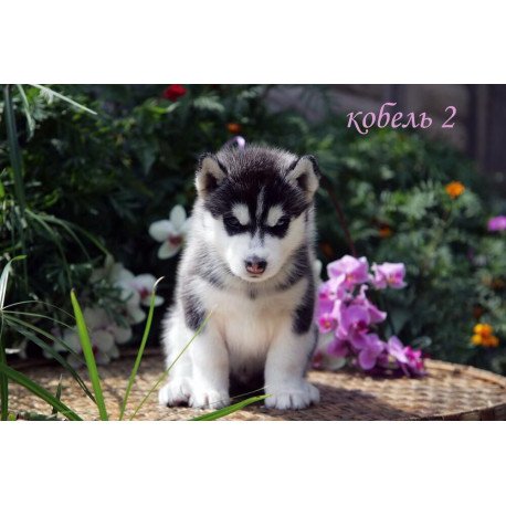 Siberian Husky NS 8.5