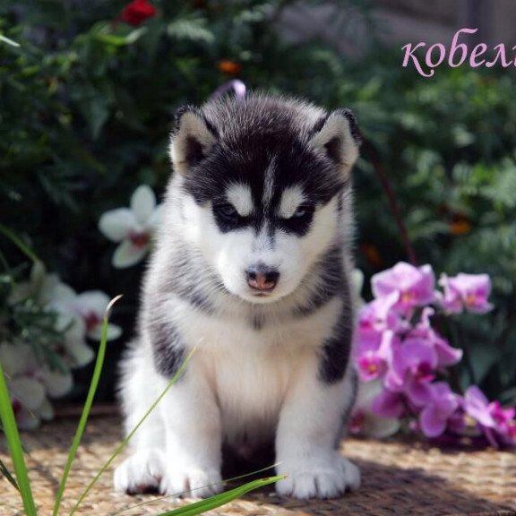 Siberian Husky NS 8.5