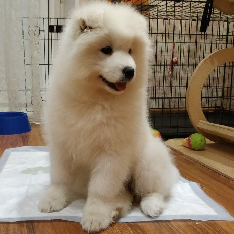 Samoyed A 5.17