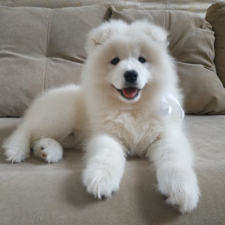 Samoyed A 5.17