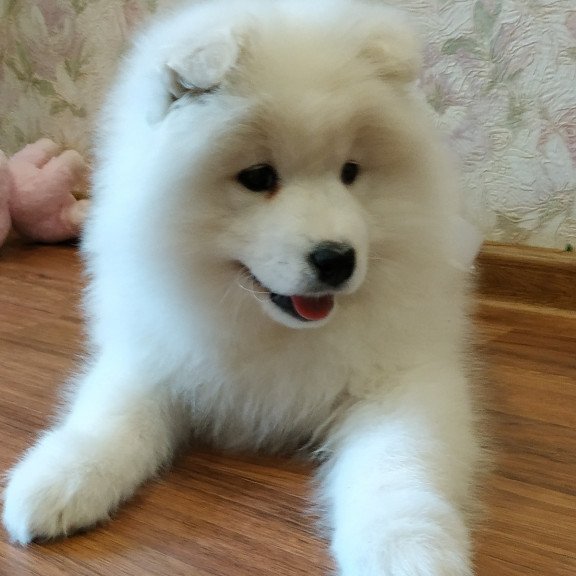 Samoyed A 5.17