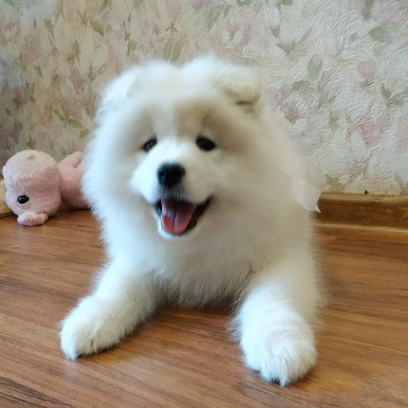 Samoyed A 5.17