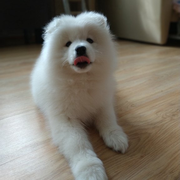 Samoyed A 5.17