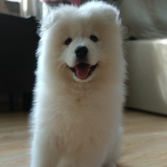 Samoyed A 5.17